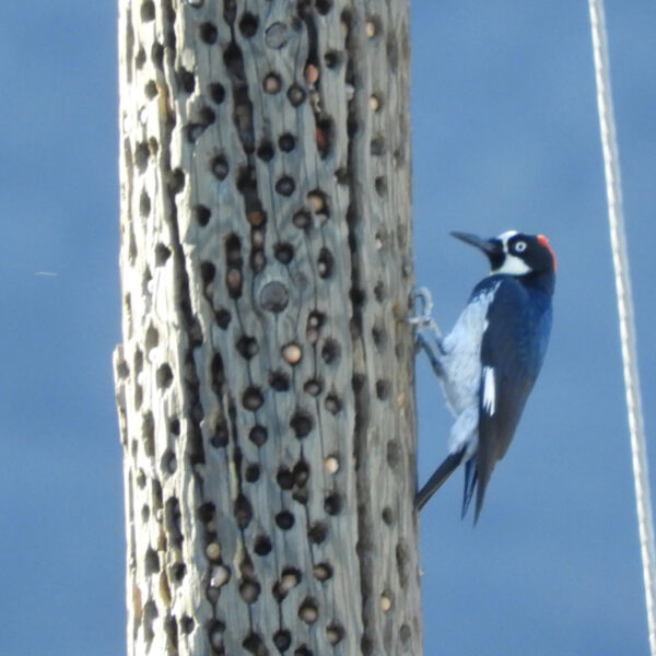 A woodpecker on a wooden post where acorns have been stored.